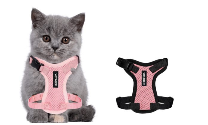 Know How To Choose The Right Cat Harness And Leash For Your Cat